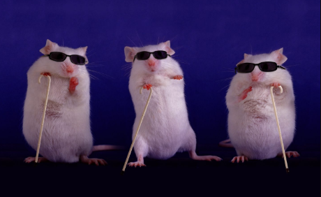 https://cosmosmagazine.com/wp-content/uploads/2020/02/180307-mice-full-1440x902.jpg